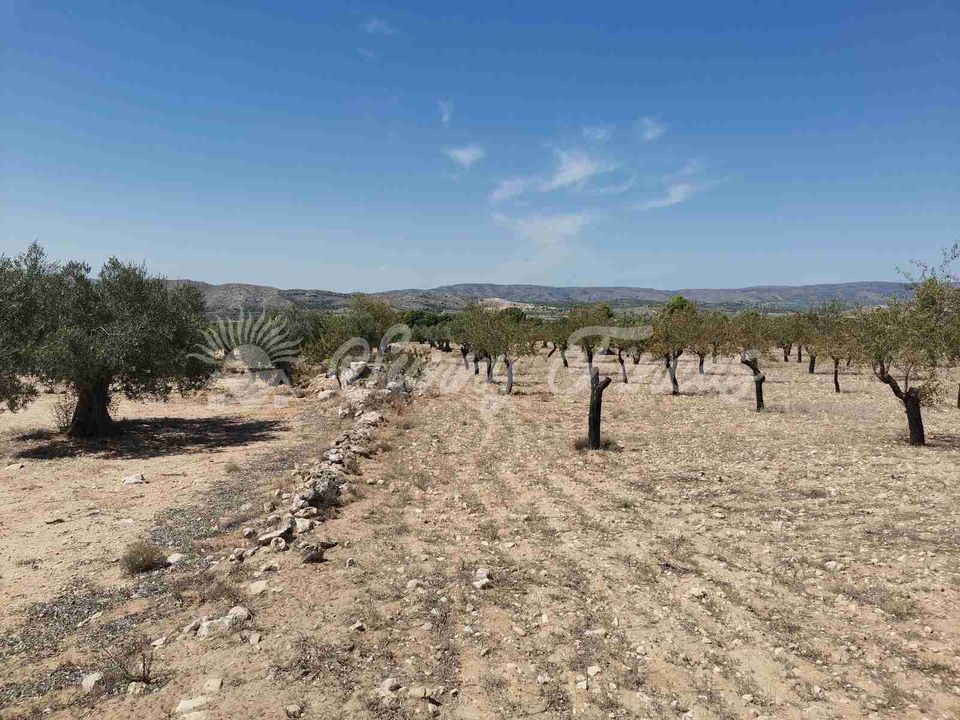 Terra a Biar, Alicante - foto 4